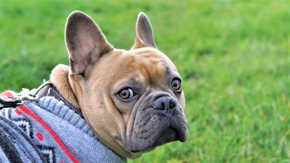 Vestiti per Cani